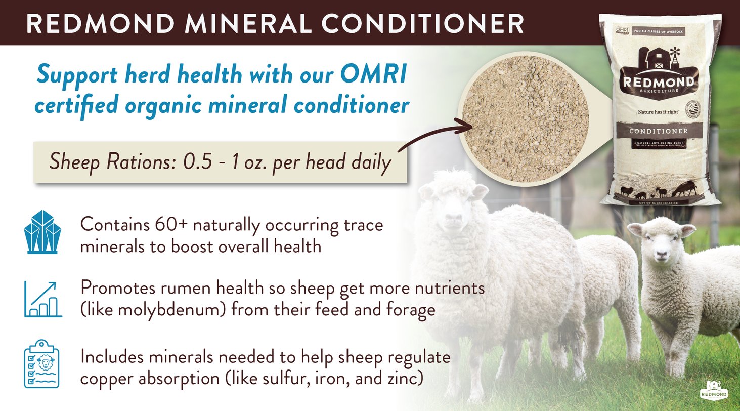 Copper Poisoning In Sheep